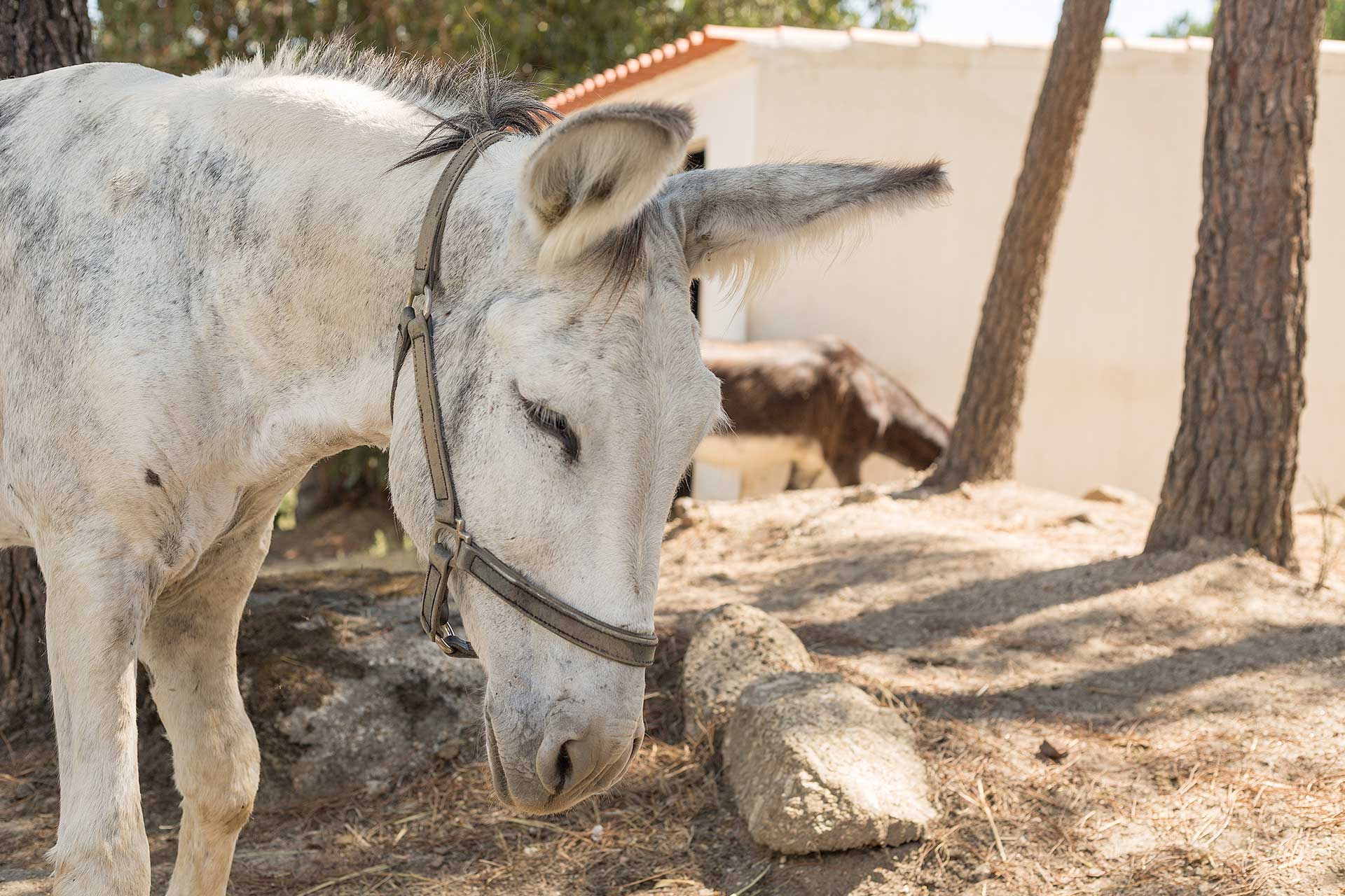 Burros