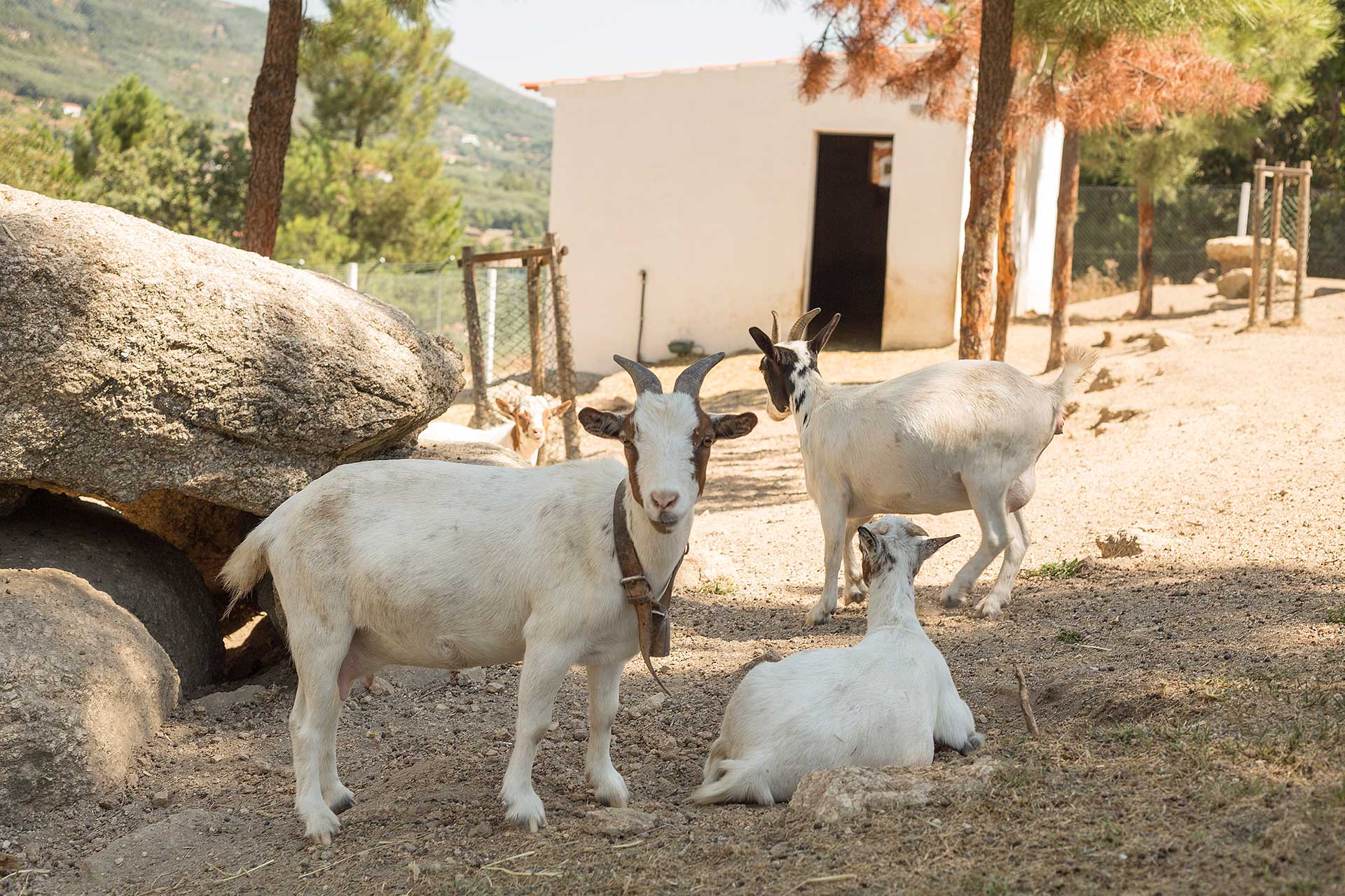 Cabras